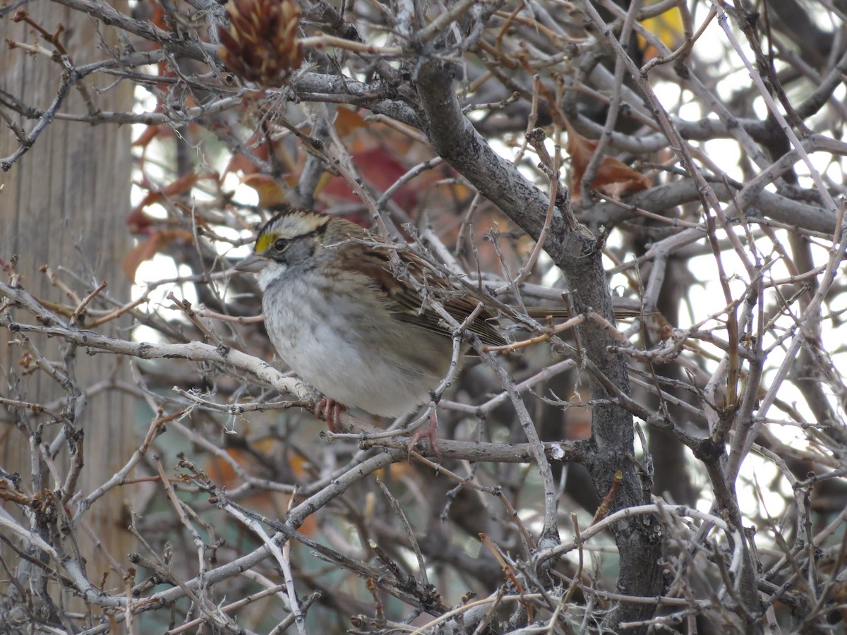 White-throated Sparrow - ML625705147