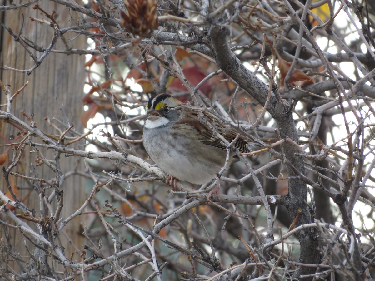 White-throated Sparrow - ML625705148