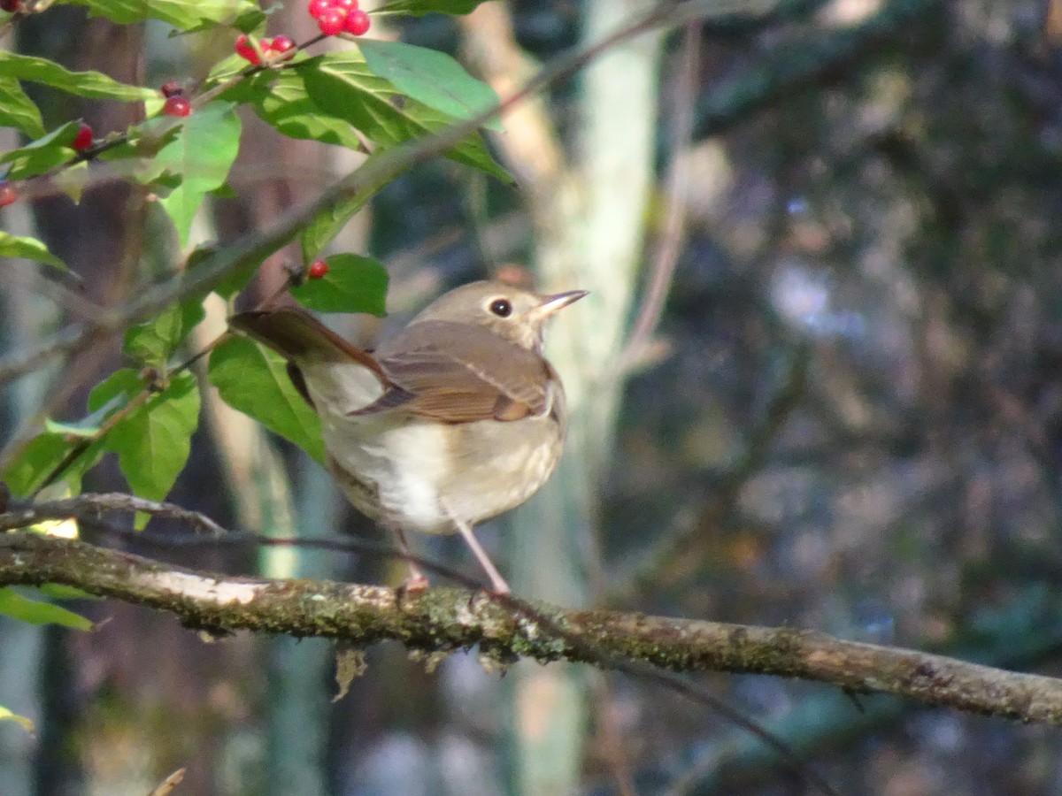 Hermit Thrush - ML625705262
