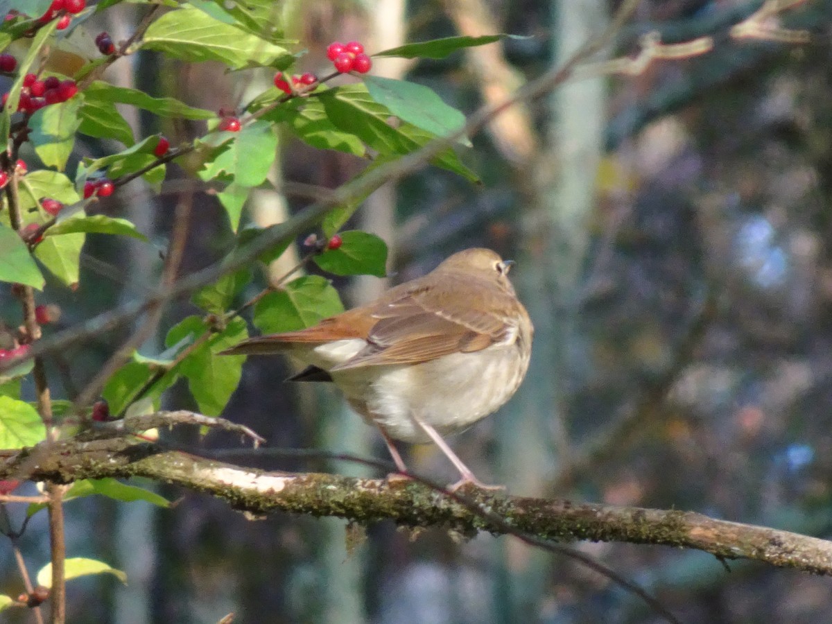 Hermit Thrush - ML625705264
