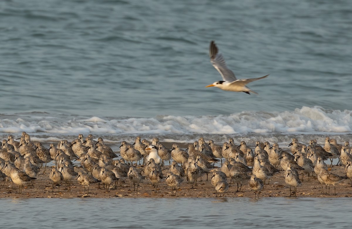 Lesser Crested Tern - ML625705405