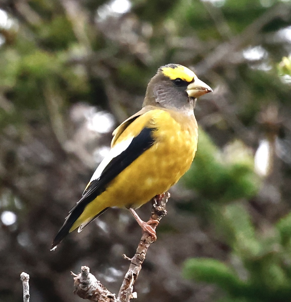 Evening Grosbeak - ML625705434