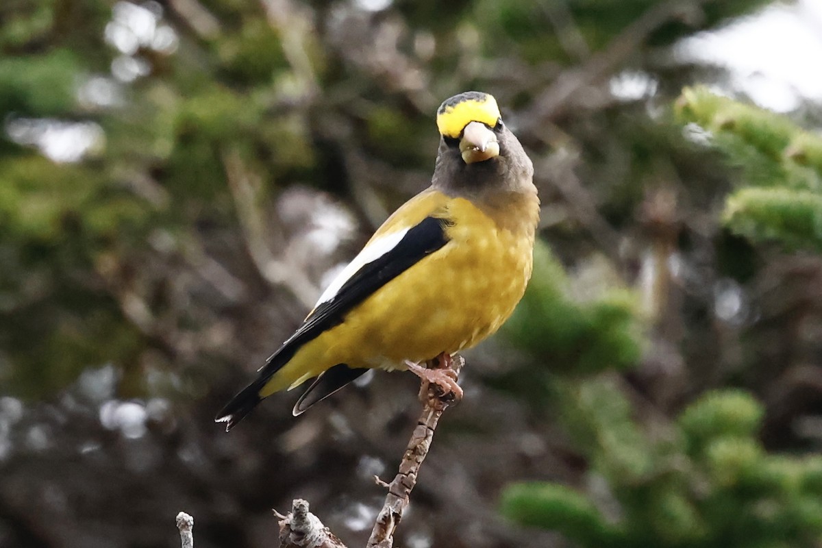 Evening Grosbeak - ML625705435