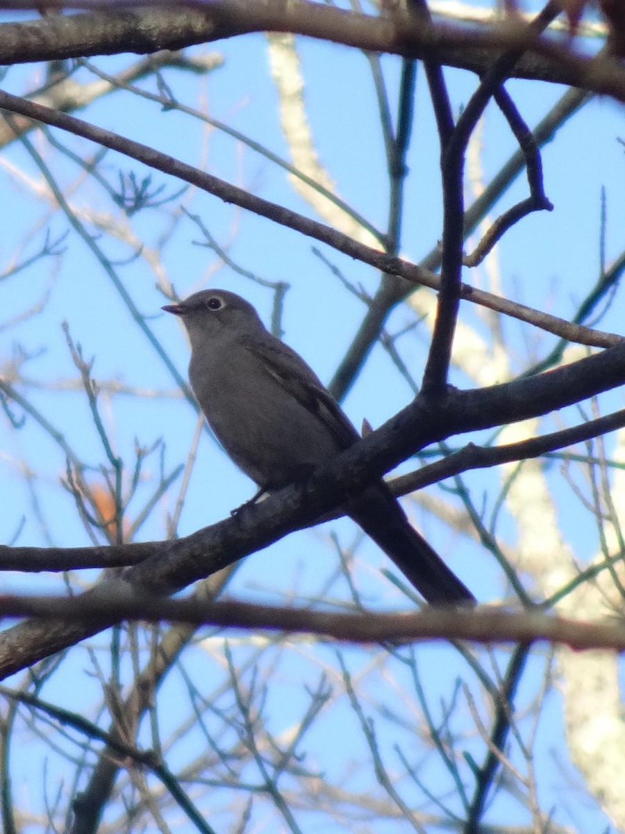 Townsend's Solitaire - ML625705480