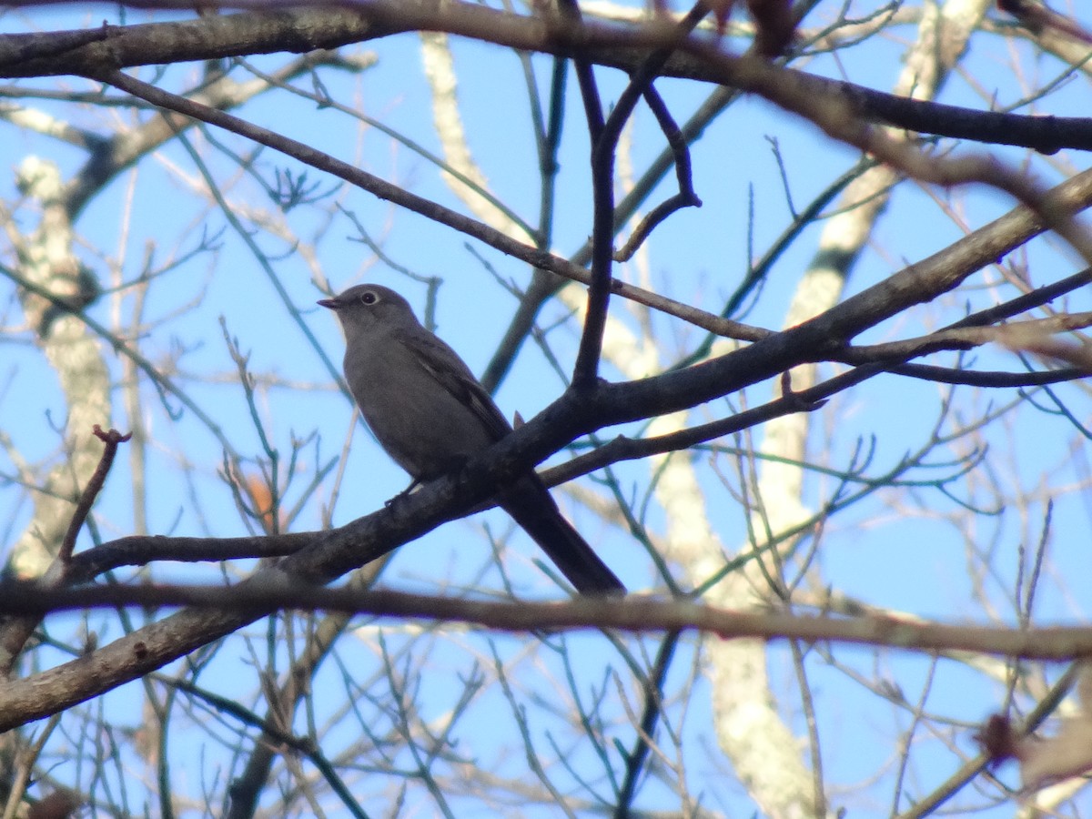 Townsend's Solitaire - ML625705481
