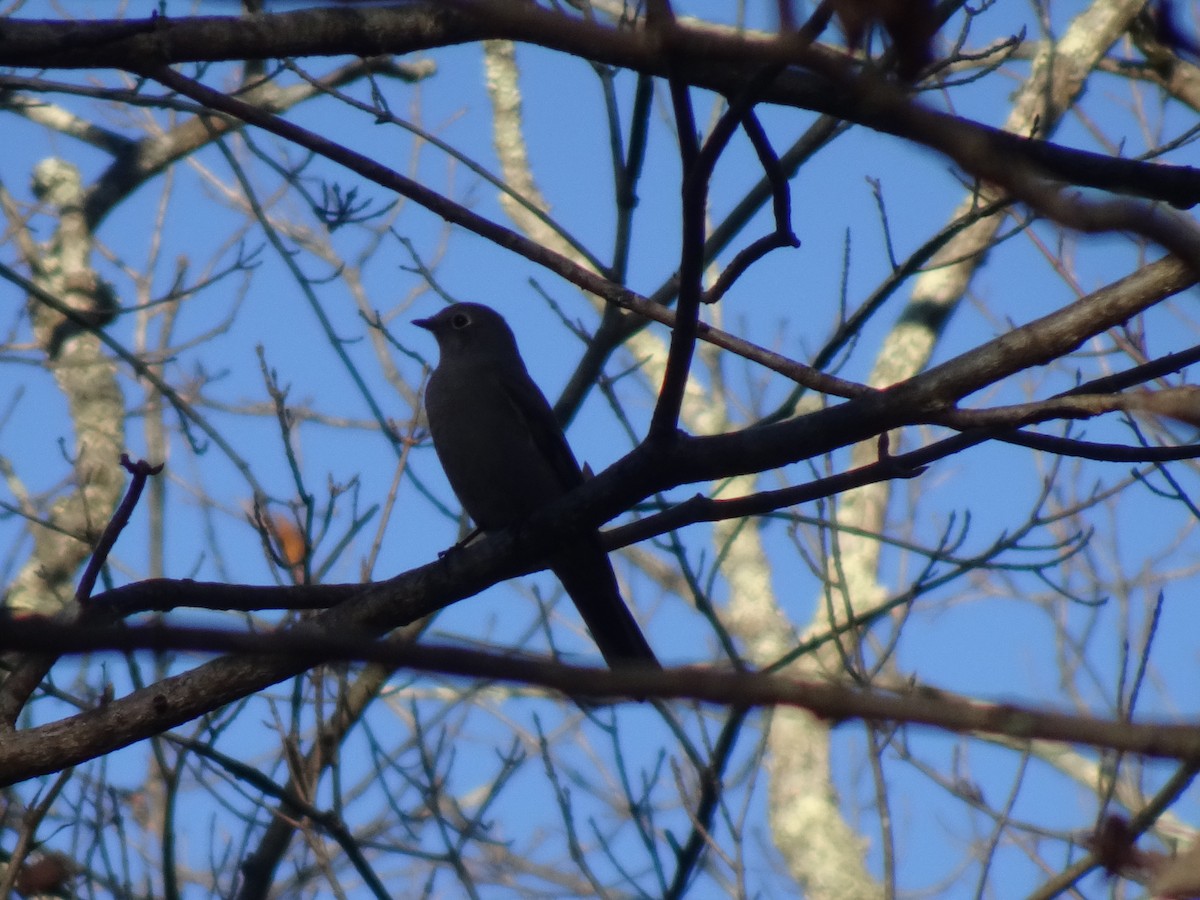 Townsend's Solitaire - ML625705482