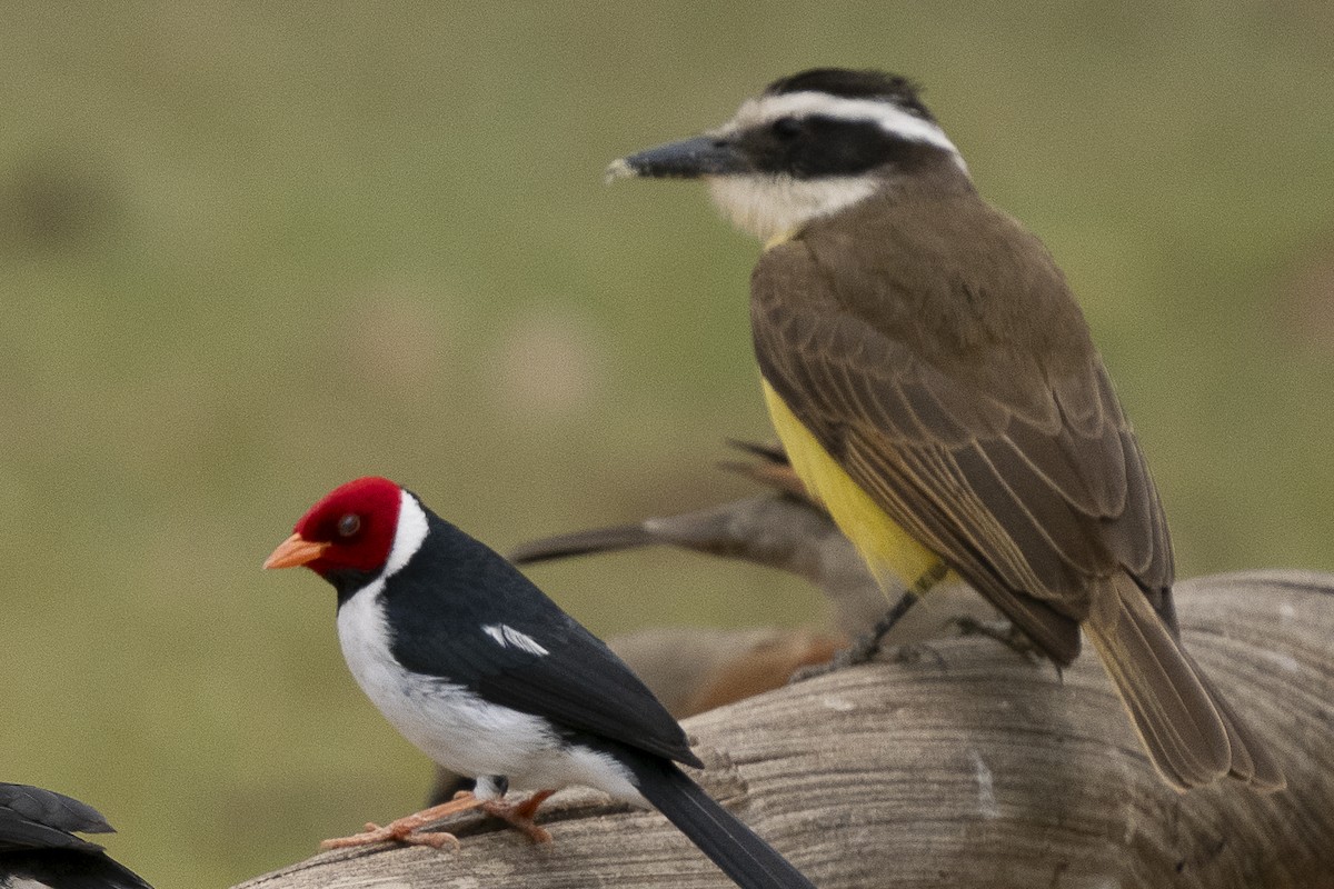 Great Kiskadee - ML625705631