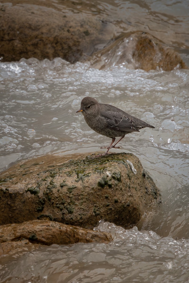 American Dipper - ML625705712