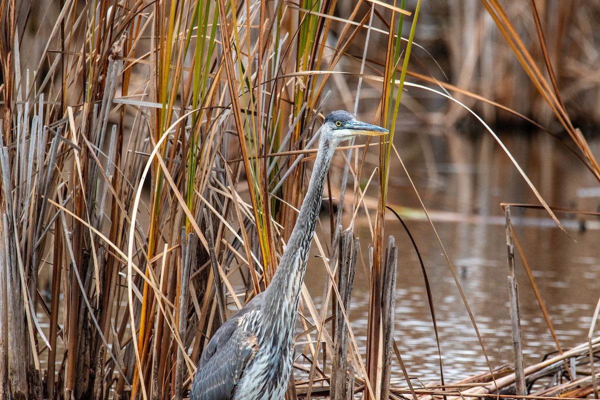 Great Blue Heron - ML625705745