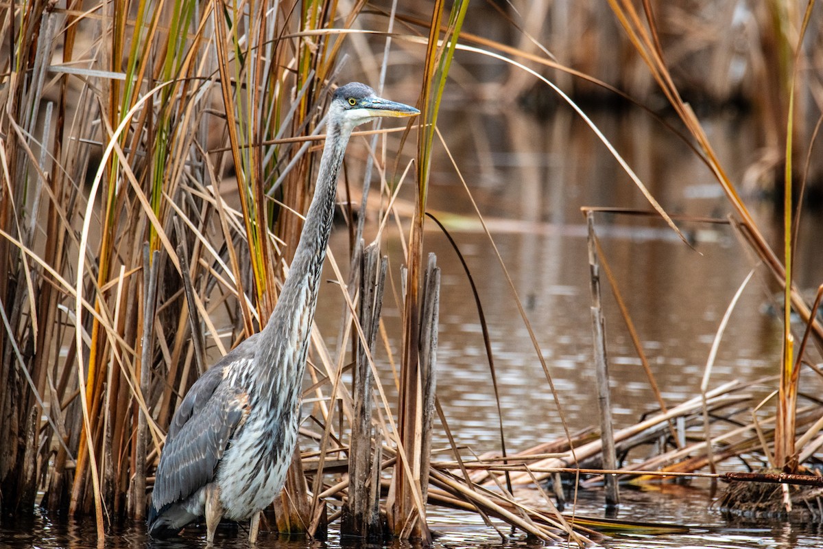 Great Blue Heron - ML625705746