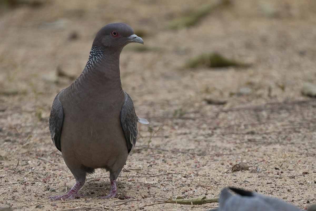 Picazuro Pigeon - ML625705762