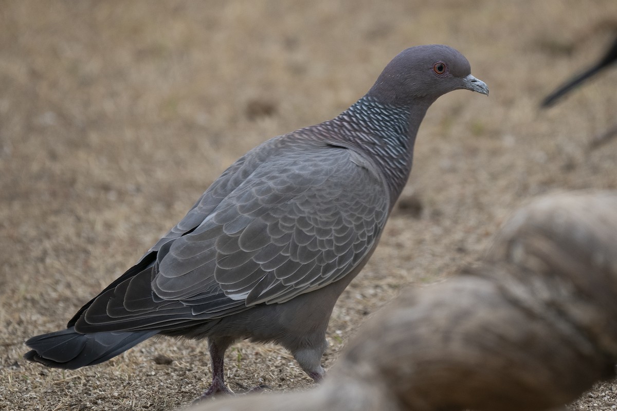 Picazuro Pigeon - ML625705763