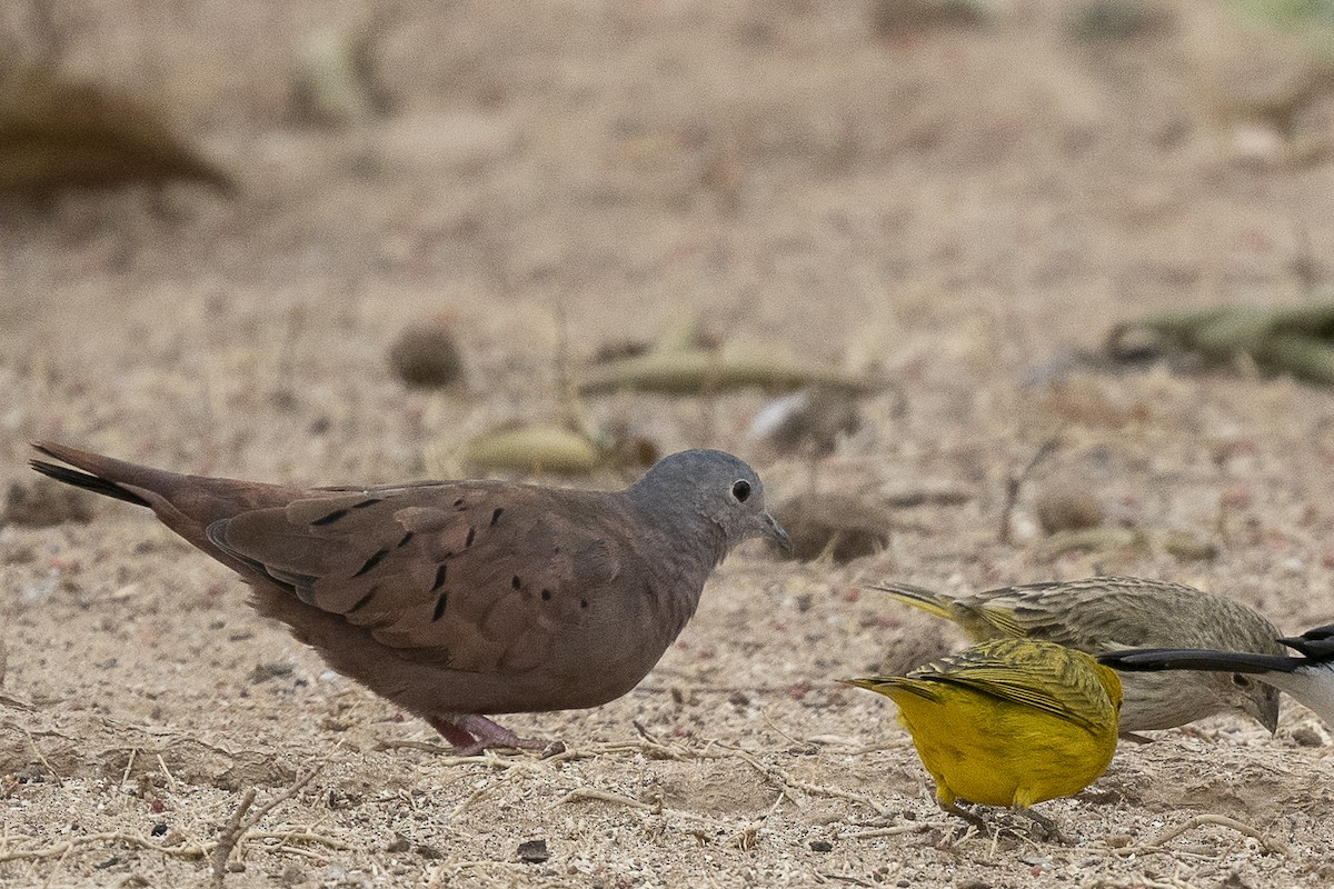 Ruddy Ground Dove - ML625705805