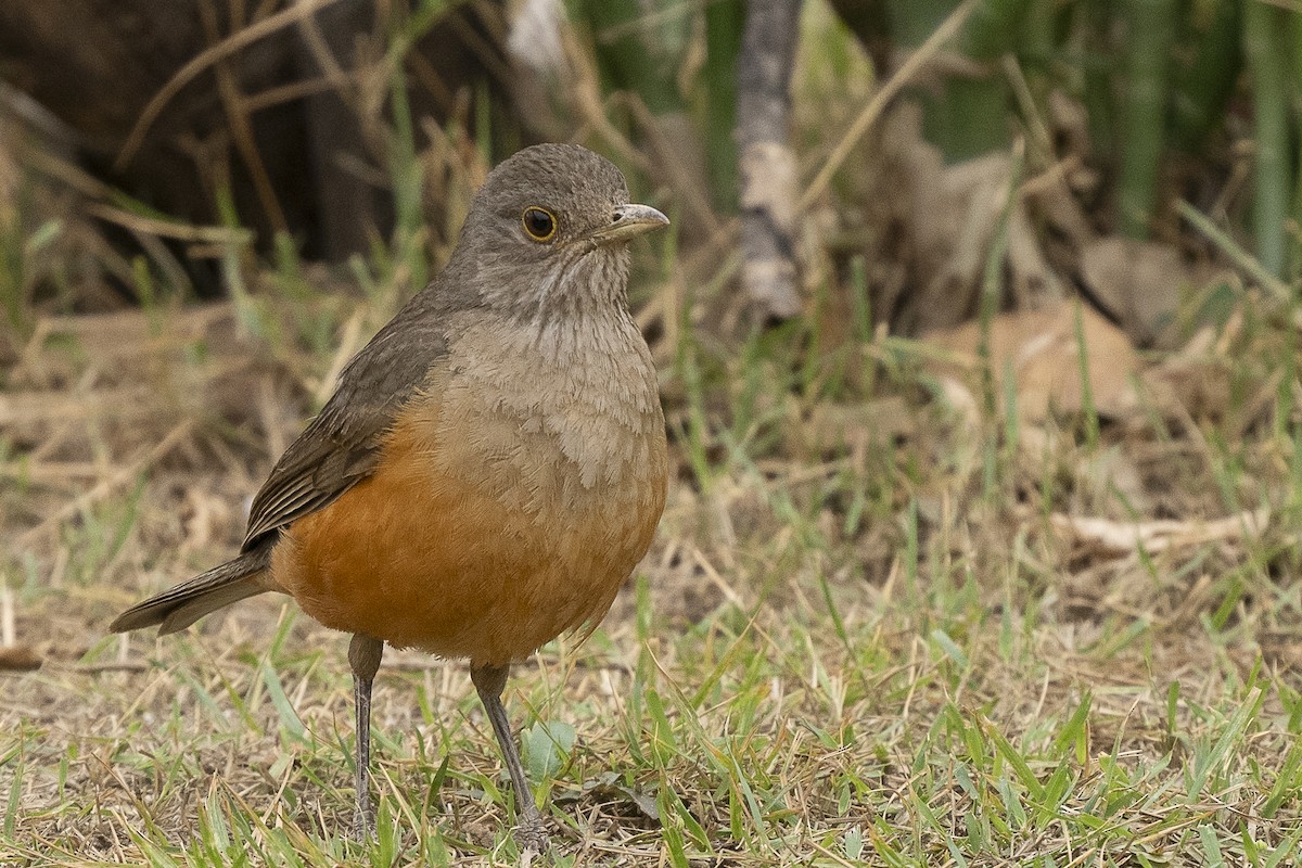 Rufous-bellied Thrush - ML625705930