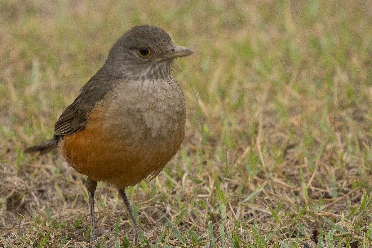 Rufous-bellied Thrush - ML625705931