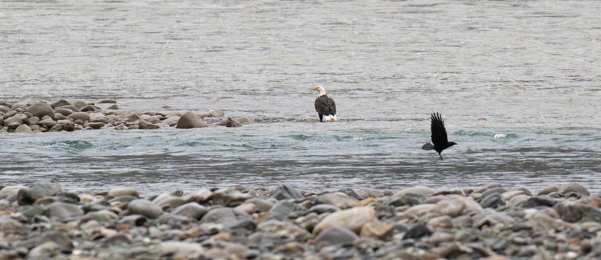 Bald Eagle - ML625706014