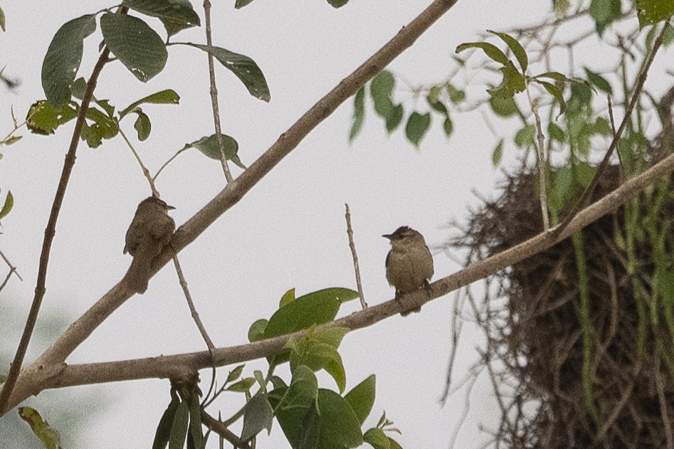 Rufous-fronted Thornbird - ML625706037