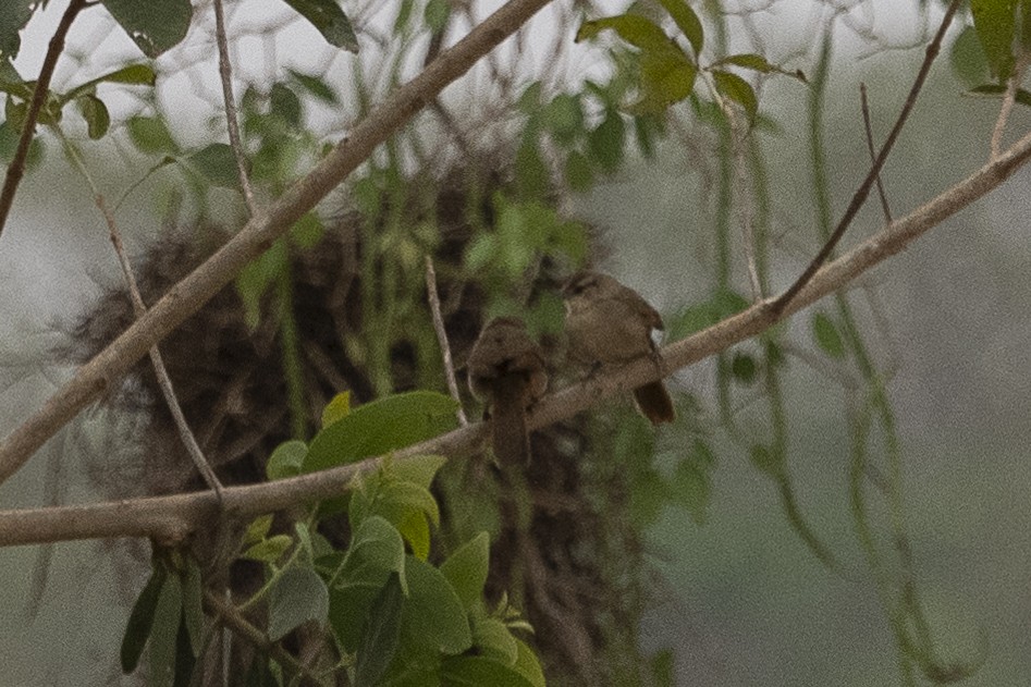 Rufous-fronted Thornbird - ML625706038