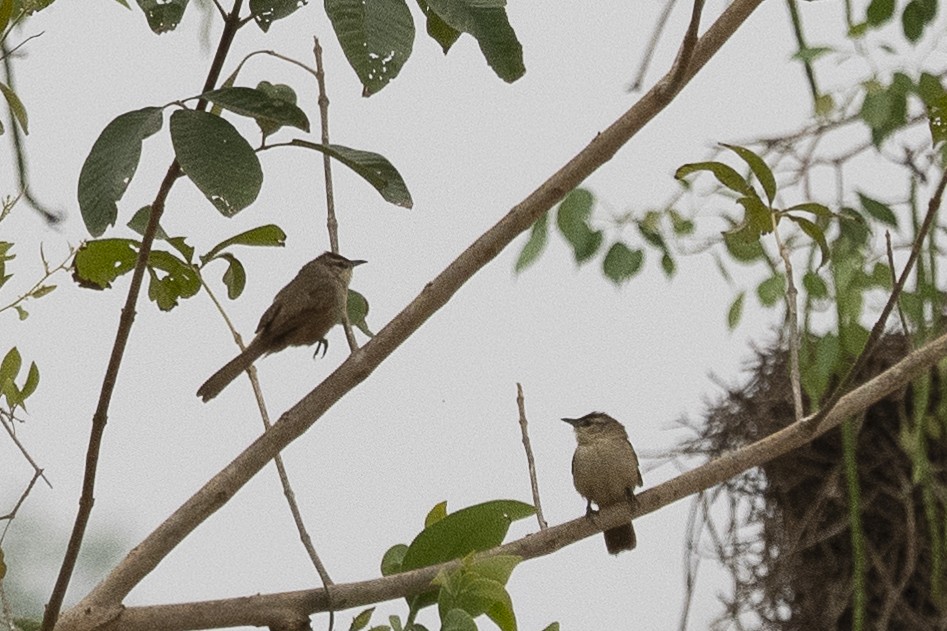 Rufous-fronted Thornbird - ML625706039