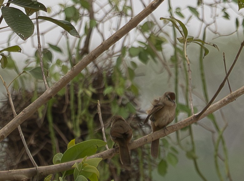 Rufous-fronted Thornbird - ML625706041