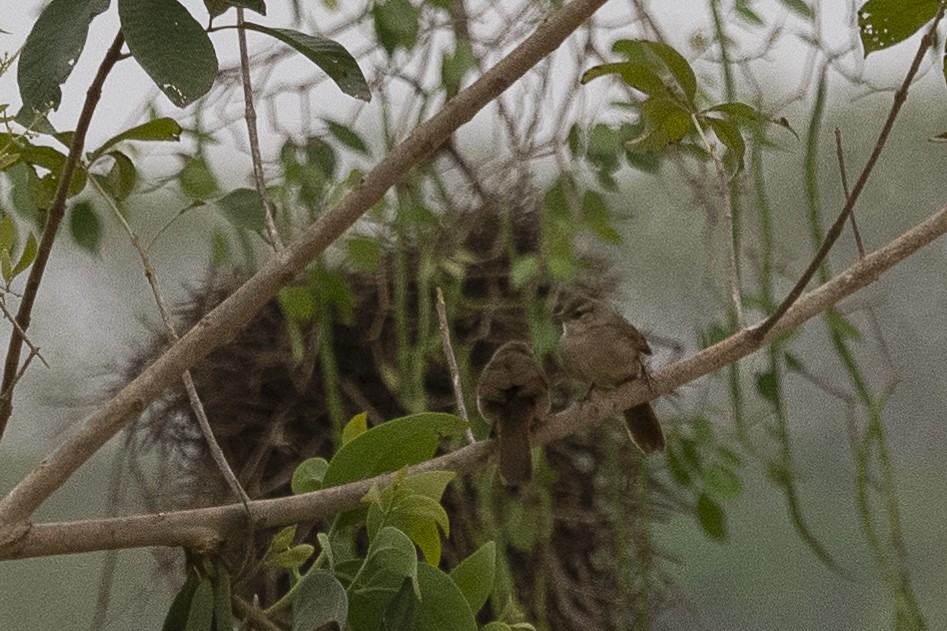 Rufous-fronted Thornbird - ML625706042