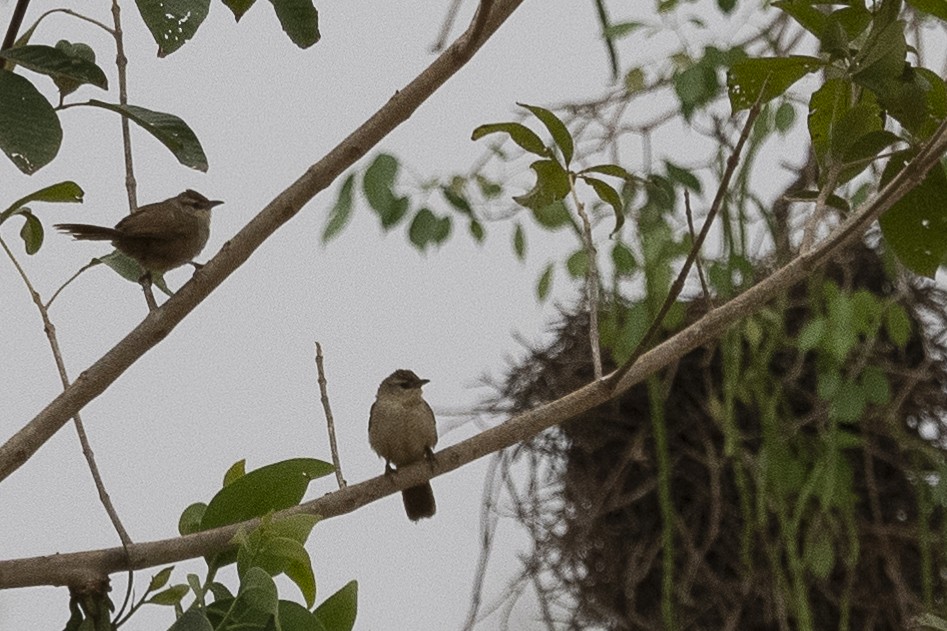 Rufous-fronted Thornbird - ML625706043