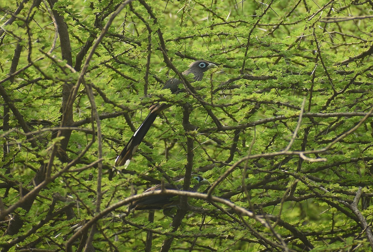 Blue-faced Malkoha - ML625706045