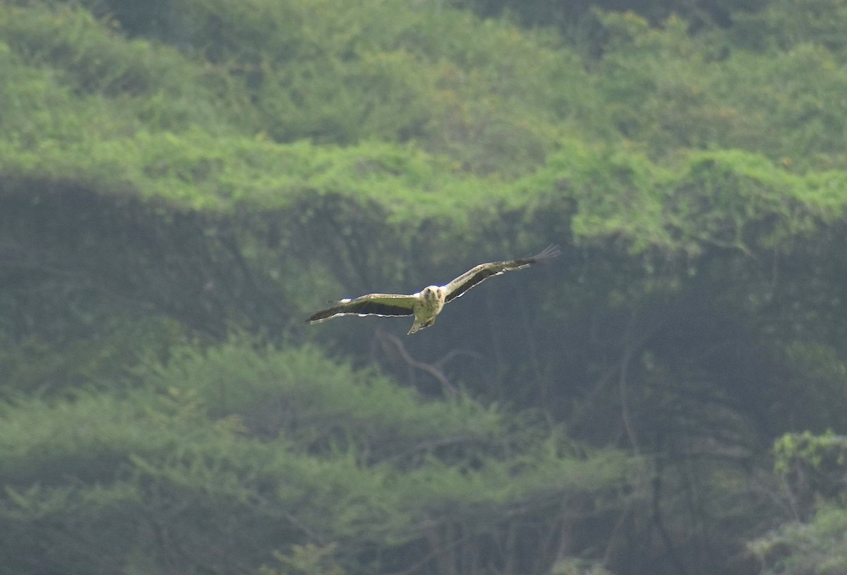 Booted Eagle - ML625706048