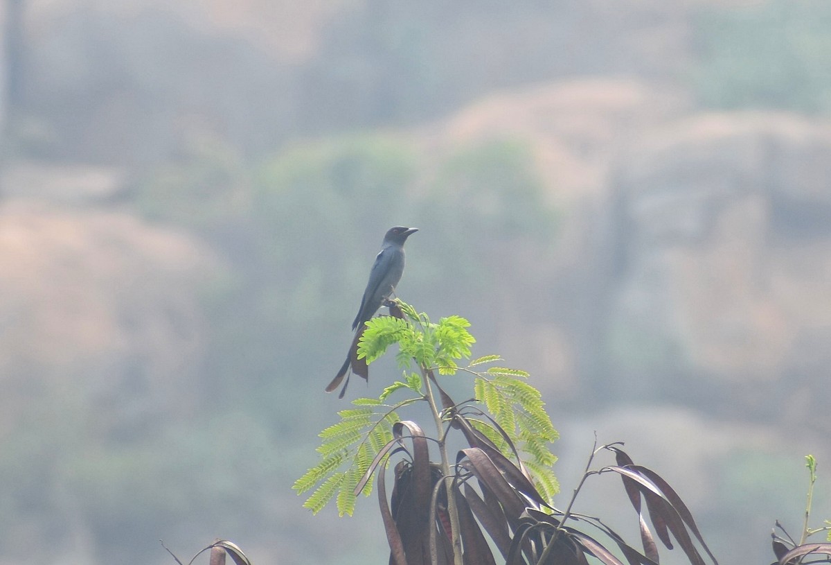 Ashy Drongo - ML625706055