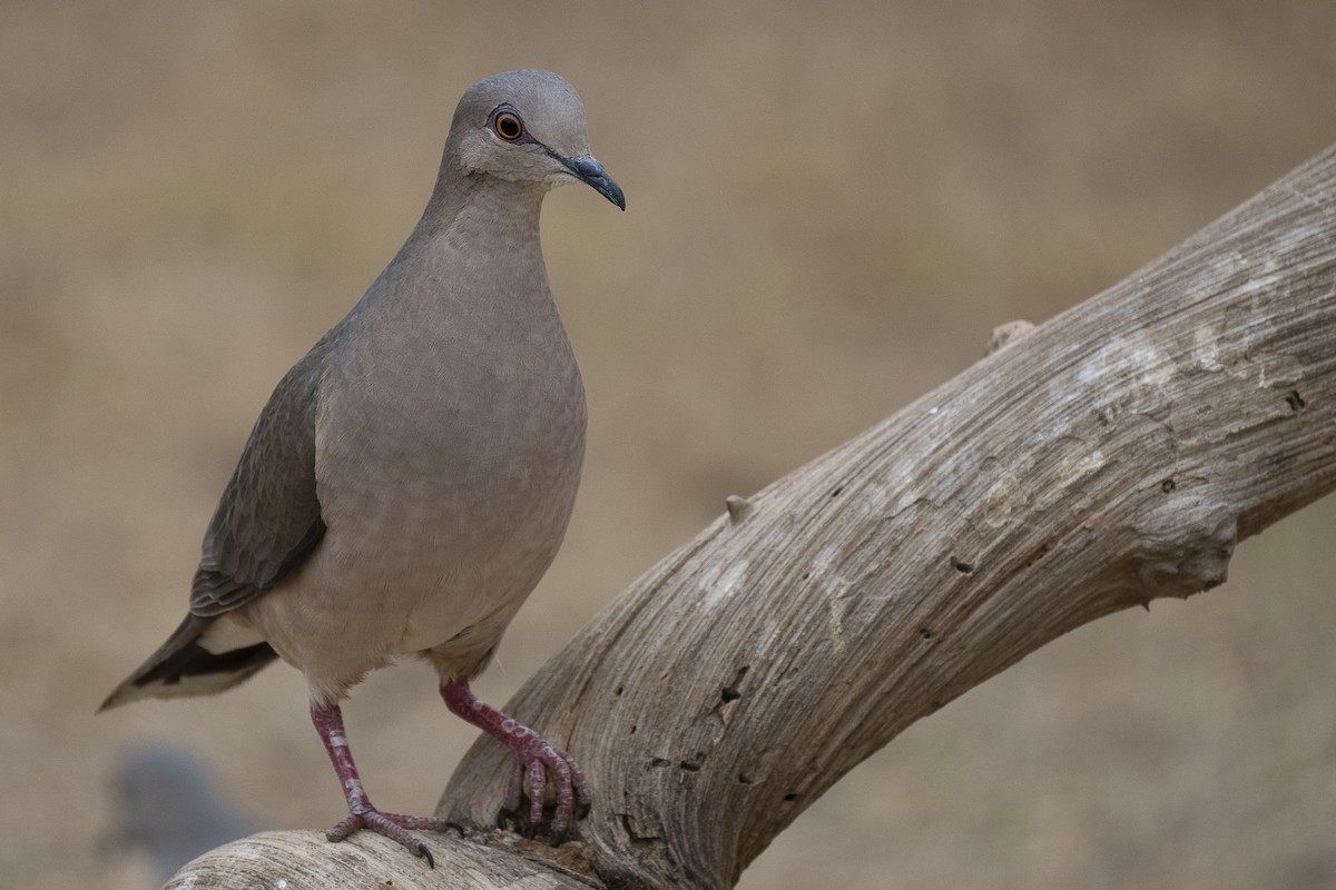 White-tipped Dove - ML625706081