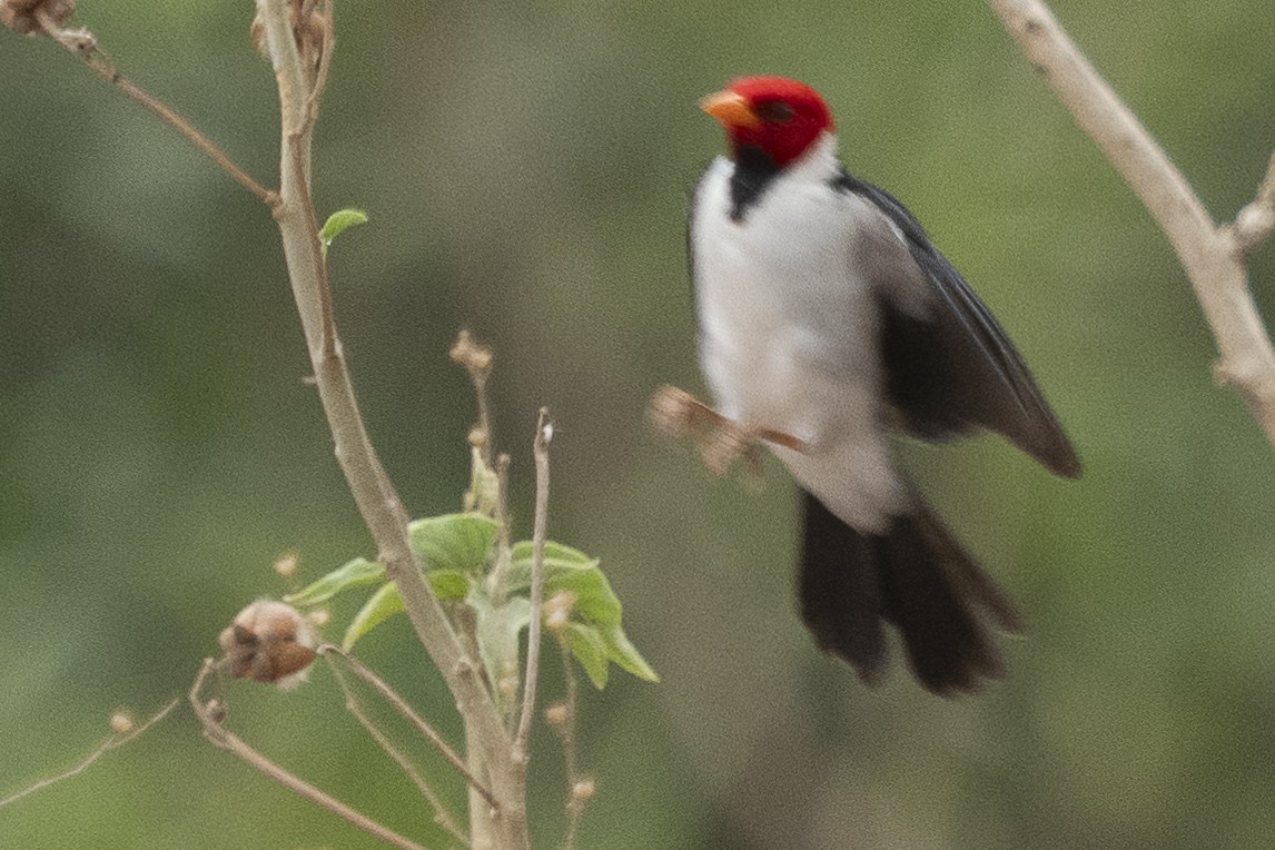 Yellow-billed Cardinal - ML625706093