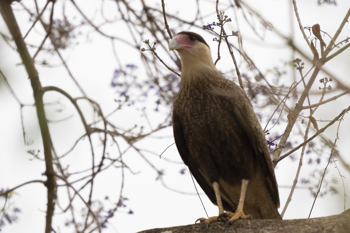 Crested Caracara - ML625706108