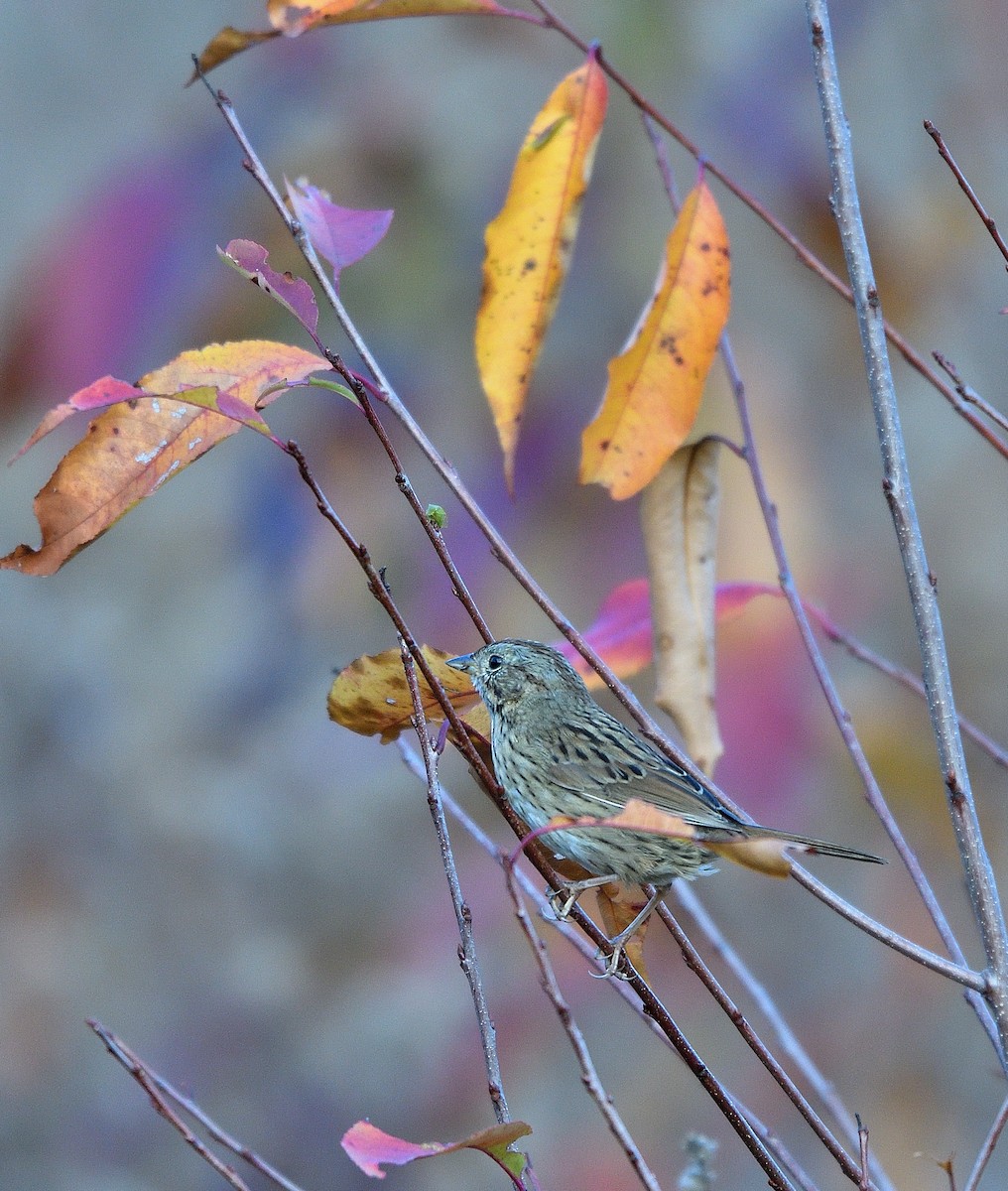 Lincoln's Sparrow - ML625706110