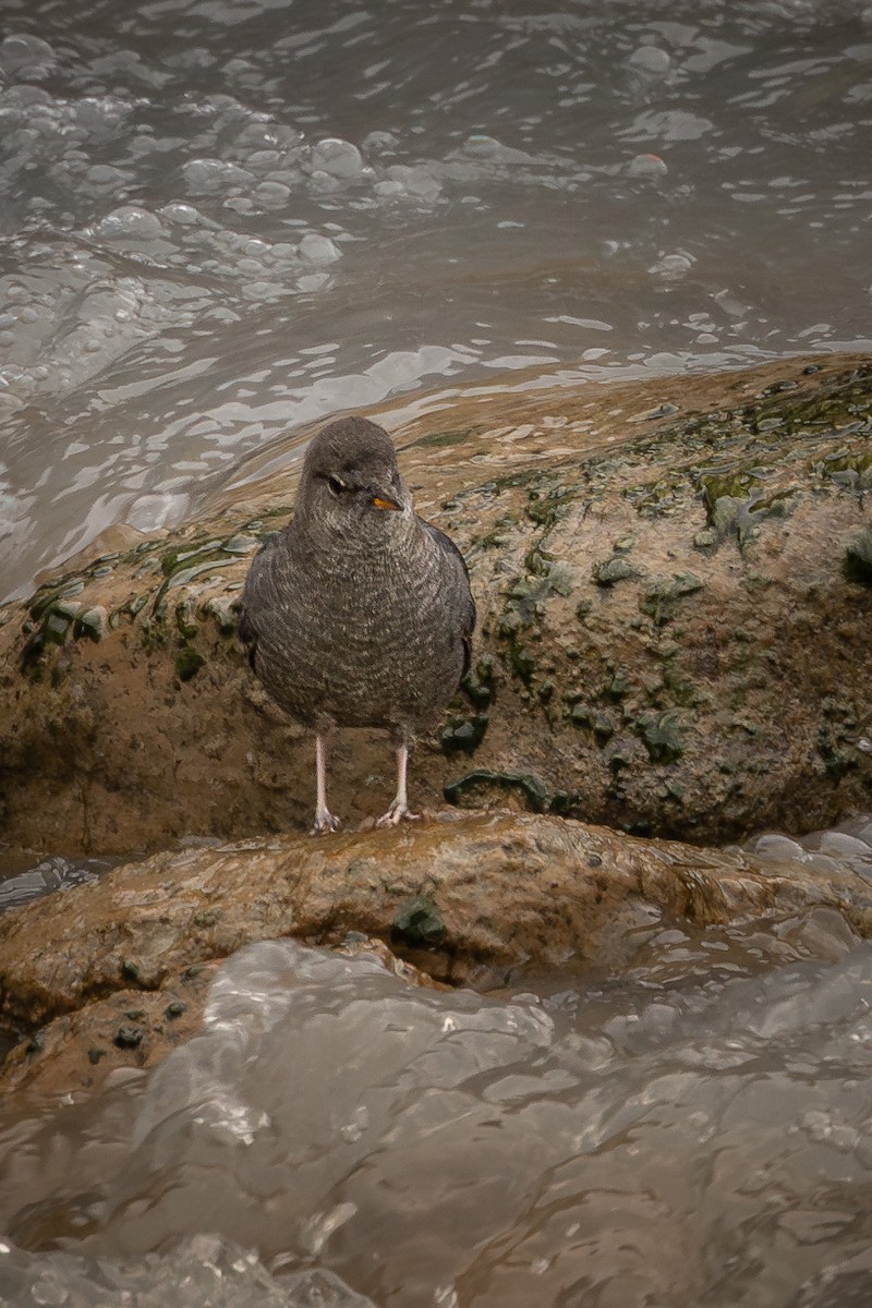 American Dipper - ML625706111