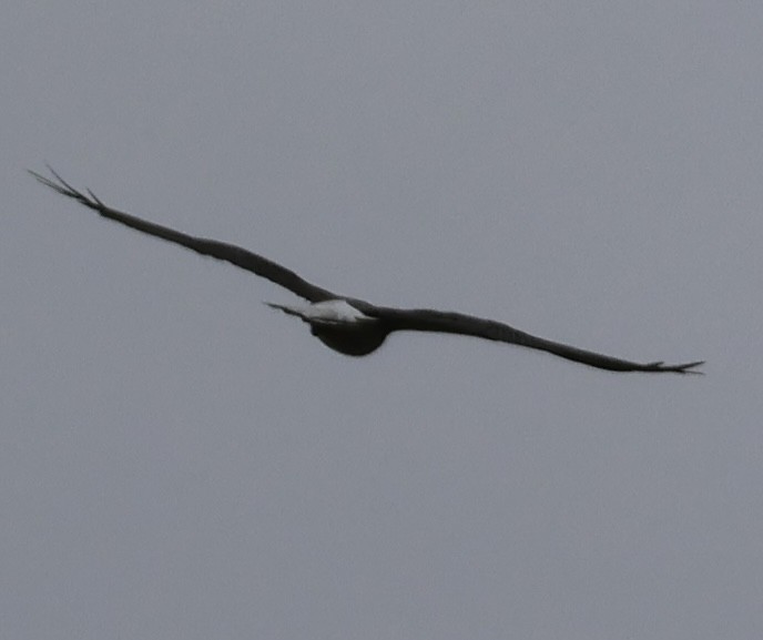 White-tailed Hawk - ML625706183