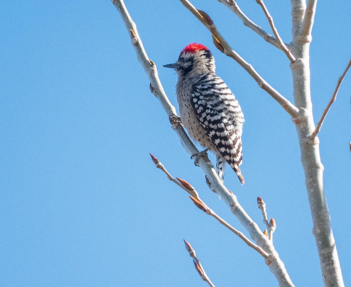 Ladder-backed Woodpecker - ML625706338