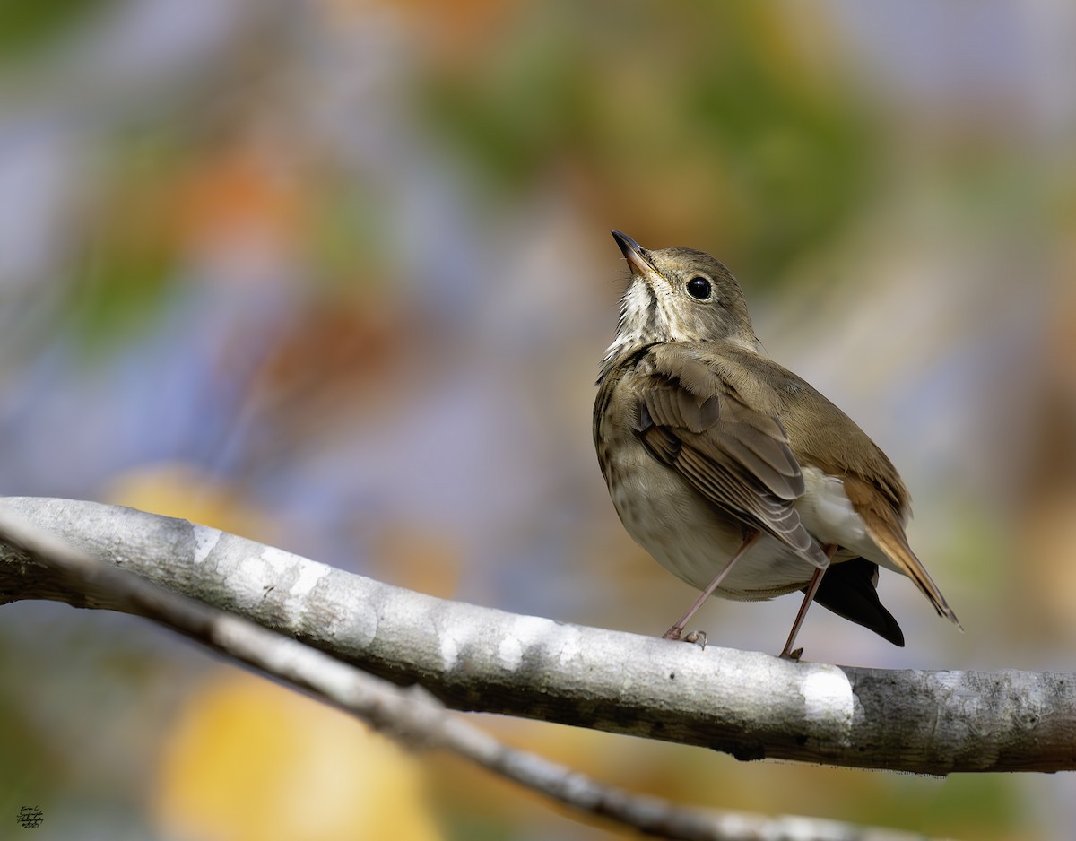 Hermit Thrush - ML625706567