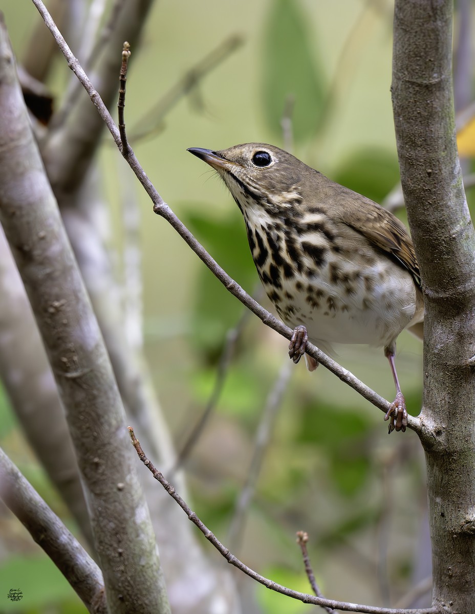 Hermit Thrush - ML625706568