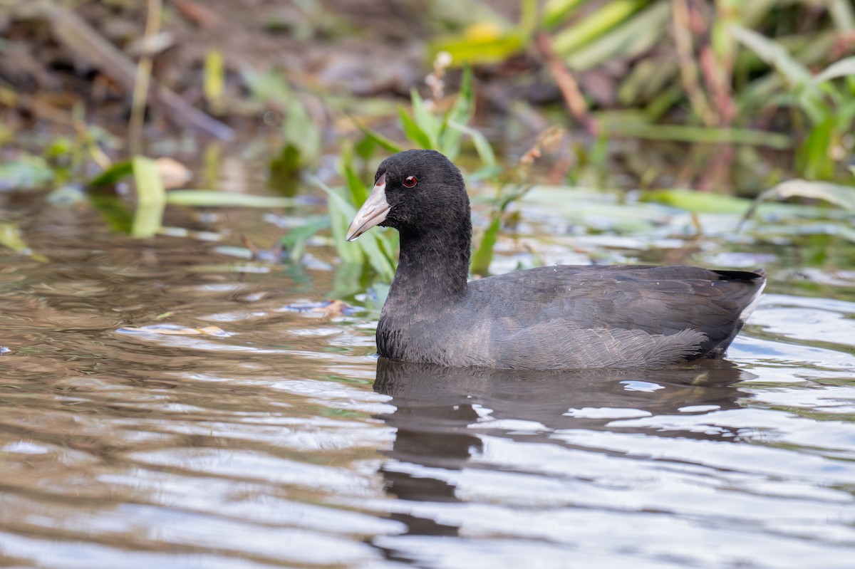 American Coot - ML625706589