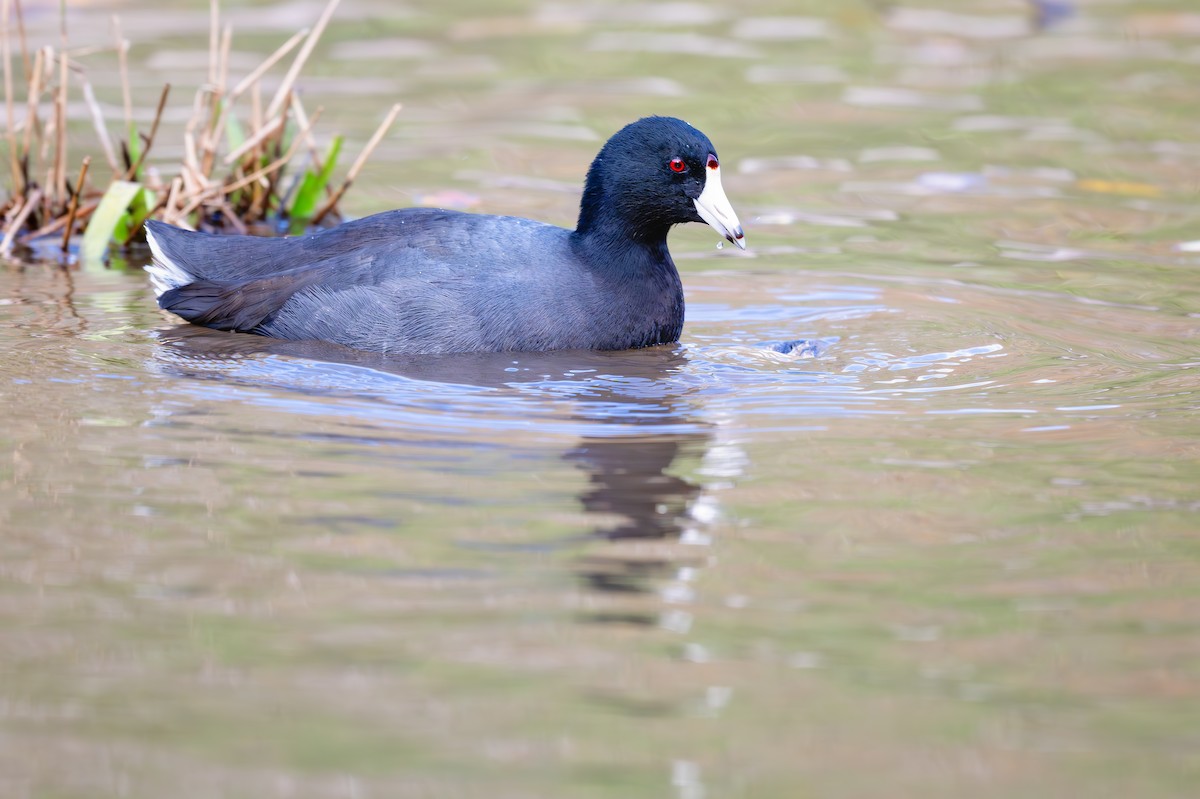 American Coot - ML625706591
