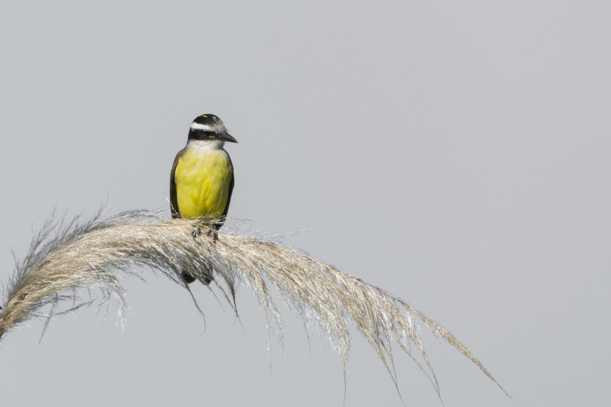 Great Kiskadee - ML625706610