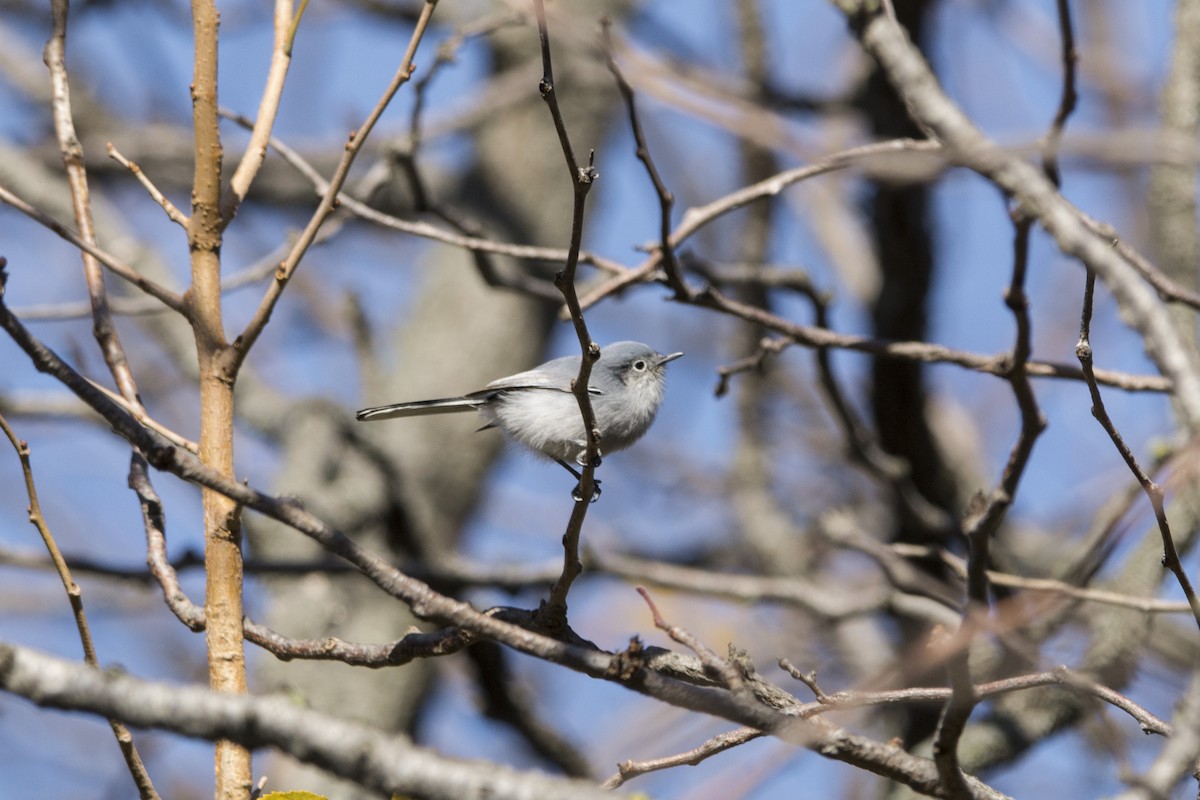 Masked Gnatcatcher - ML625706625