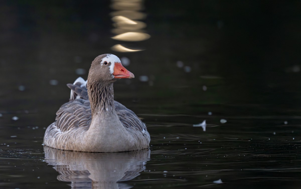 Graylag Goose (Domestic type) - ML625706642