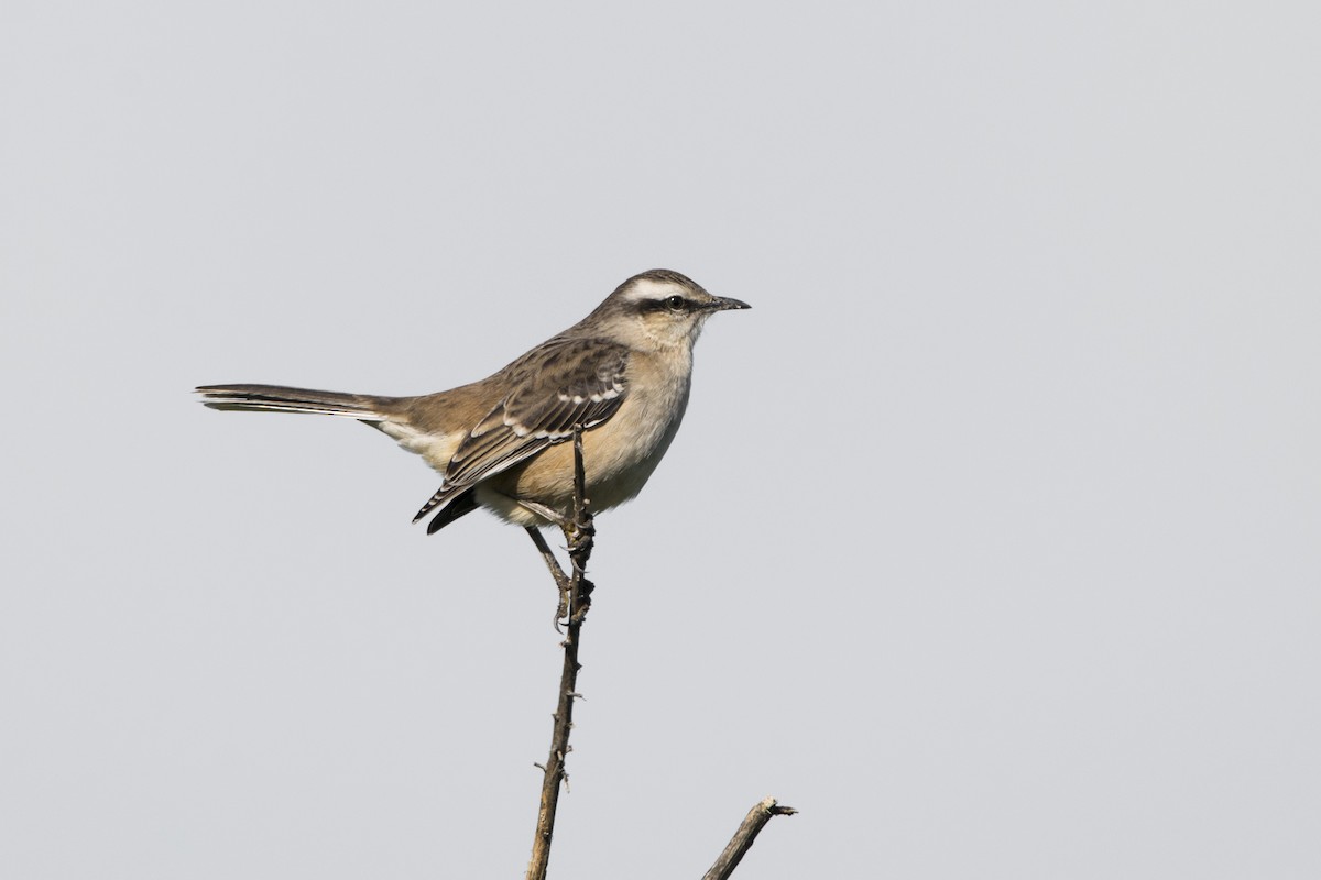 Chalk-browed Mockingbird - ML625706646