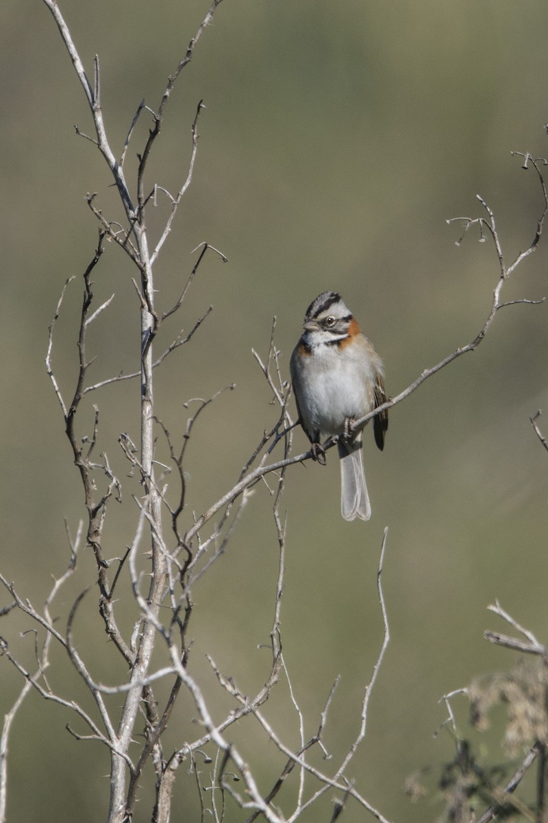 Rufous-collared Sparrow - ML625706652