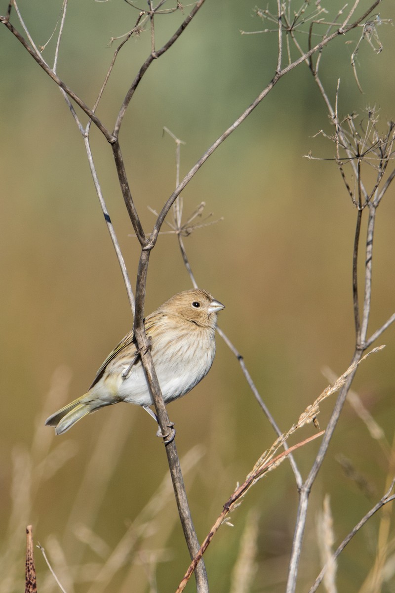 Saffron Finch - ML625706667