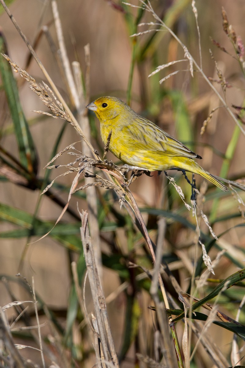 Saffron Finch - ML625706668