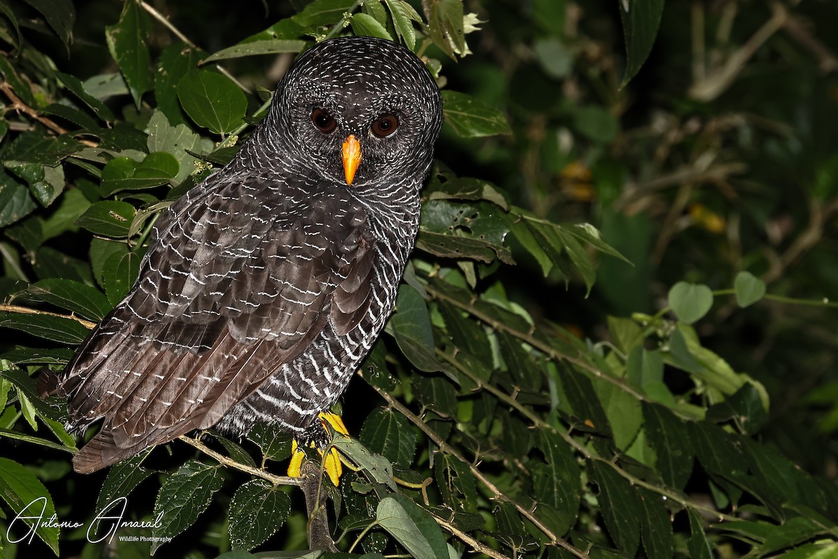 Black-banded Owl - ML625706707