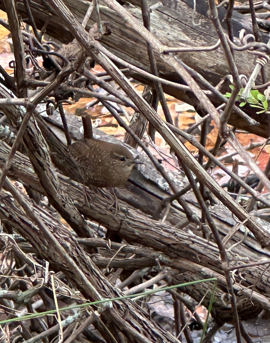 Winter Wren - ML625706766