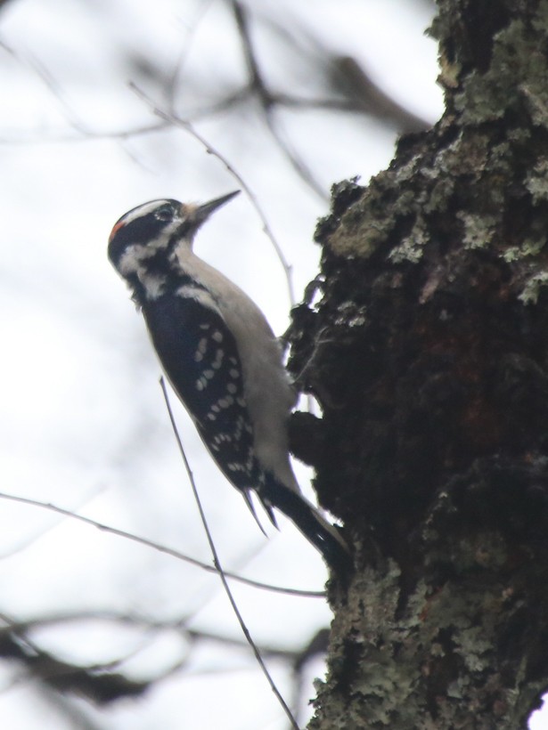 Hairy Woodpecker - ML625706801